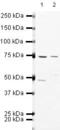 Eukaryotic Translation Initiation Factor 2B Subunit Epsilon antibody, PA5-19601, Invitrogen Antibodies, Western Blot image 