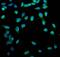 Long-chain-fatty-acid--CoA ligase 1 antibody, PB10025, Boster Biological Technology, Immunofluorescence image 
