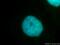 Prospero Homeobox 1 antibody, 11067-2-AP, Proteintech Group, Immunofluorescence image 