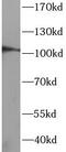 Discoidin Domain Receptor Tyrosine Kinase 1 antibody, FNab10051, FineTest, Western Blot image 