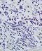 Calcium/Calmodulin Dependent Protein Kinase IV antibody, orb101719, Biorbyt, Immunohistochemistry paraffin image 