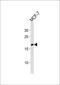 Ras antibody, PA5-14833, Invitrogen Antibodies, Western Blot image 