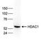 Histone Deacetylase 1 antibody, NBP2-59238, Novus Biologicals, Western Blot image 