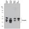 Transgelin antibody, MAB7886, R&D Systems, Western Blot image 