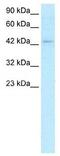 Lymphoid Enhancer Binding Factor 1 antibody, GTX17431, GeneTex, Western Blot image 
