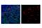 Programmed Cell Death 1 antibody, 76733S, Cell Signaling Technology, Immunofluorescence image 