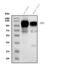 Myelin Associated Glycoprotein antibody, M03019, Boster Biological Technology, Western Blot image 