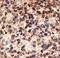 Jagged Canonical Notch Ligand 2 antibody, LS-C100395, Lifespan Biosciences, Immunohistochemistry frozen image 