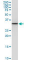 Phosphatidylinositol Transfer Protein Alpha antibody, LS-C197908, Lifespan Biosciences, Western Blot image 