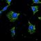 RAB7A, Member RAS Oncogene Family antibody, orb180471, Biorbyt, Immunofluorescence image 