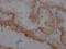 Adrenoceptor Beta 2 antibody, CSB-RA286054A0HU, Cusabio, Immunohistochemistry frozen image 