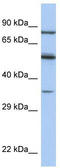 Paired Box 4 antibody, TA329888, Origene, Western Blot image 
