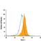 Twist Family BHLH Transcription Factor 1 antibody, PA5-46902, Invitrogen Antibodies, Flow Cytometry image 