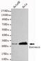 Syndecan Binding Protein antibody, MBS475135, MyBioSource, Western Blot image 