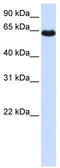 Zinc Finger Protein 117 antibody, TA342454, Origene, Western Blot image 
