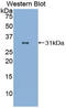 CD86 antibody, LS-B13922, Lifespan Biosciences, Western Blot image 