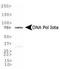 DNA Polymerase Iota antibody, TA309813, Origene, Western Blot image 