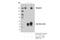 Neogenin 1 antibody, 39447S, Cell Signaling Technology, Immunoprecipitation image 