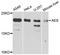 TLE Family Member 5, Transcriptional Modulator antibody, A7874, ABclonal Technology, Western Blot image 