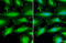 Catenin Alpha 1 antibody, GTX111095, GeneTex, Immunofluorescence image 