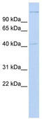 Apoptosis Inducing Factor Mitochondria Associated 2 antibody, TA330412, Origene, Western Blot image 