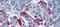 GSP antibody, orb330252, Biorbyt, Immunohistochemistry paraffin image 