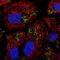 Patatin Like Phospholipase Domain Containing 2 antibody, HPA055173, Atlas Antibodies, Immunofluorescence image 