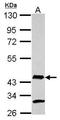 Absent In Melanoma 2 antibody, GTX116487, GeneTex, Western Blot image 