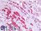 Proopiomelanocortin antibody, LS-B16202, Lifespan Biosciences, Immunohistochemistry paraffin image 