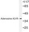 Adenosine receptor A3 antibody, LS-C177077, Lifespan Biosciences, Western Blot image 