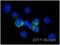 Melanoma Cell Adhesion Molecule antibody, ab75769, Abcam, Immunocytochemistry image 
