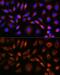 Apolipoprotein M antibody, GTX33015, GeneTex, Immunocytochemistry image 