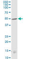 CNR antibody, LS-C196941, Lifespan Biosciences, Western Blot image 