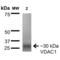 Voltage Dependent Anion Channel 1 antibody, 56564, QED Bioscience, Western Blot image 