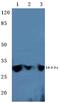 Tyrosine 3-Monooxygenase/Tryptophan 5-Monooxygenase Activation Protein Epsilon antibody, AP06766PU-N, Origene, Western Blot image 