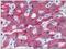 Complement Factor H antibody, NBP1-50323, Novus Biologicals, Immunohistochemistry paraffin image 