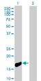 Ninjurin 1 antibody, H00004814-B01P, Novus Biologicals, Western Blot image 