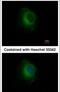 Plasminogen antibody, PA5-34677, Invitrogen Antibodies, Immunofluorescence image 