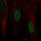 HSPB7 antibody, HPA027639, Atlas Antibodies, Immunocytochemistry image 