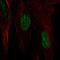 Heat Shock Protein Family B (Small) Member 7 antibody, HPA027639, Atlas Antibodies, Immunocytochemistry image 