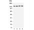 Toll Like Receptor 7 antibody, R30823, NSJ Bioreagents, Western Blot image 