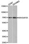 Rho GTPase-activating protein 25 antibody, orb191476, Biorbyt, Western Blot image 