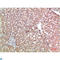 Transthyretin antibody, LS-C813244, Lifespan Biosciences, Immunohistochemistry paraffin image 