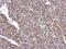 Neurofilament Light antibody, GTX101142, GeneTex, Immunohistochemistry paraffin image 