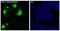 Luciferase antibody, MT0021, Boster Biological Technology, Immunofluorescence image 