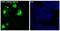 Firefly Luciferase antibody, MT0021, Boster Biological Technology, Immunofluorescence image 