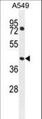 GTP Binding Protein 8 (Putative) antibody, LS-C166736, Lifespan Biosciences, Western Blot image 