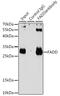 Fas Associated Via Death Domain antibody, GTX54024, GeneTex, Immunoprecipitation image 