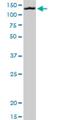 MORC Family CW-Type Zinc Finger 1 antibody, H00027136-M09, Novus Biologicals, Western Blot image 