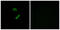 Olfactory Receptor Family 10 Subfamily G Member 9 antibody, abx015358, Abbexa, Immunofluorescence image 